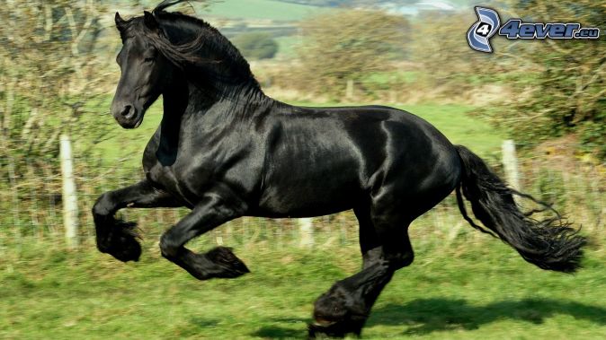 schwarzes pferd 164516