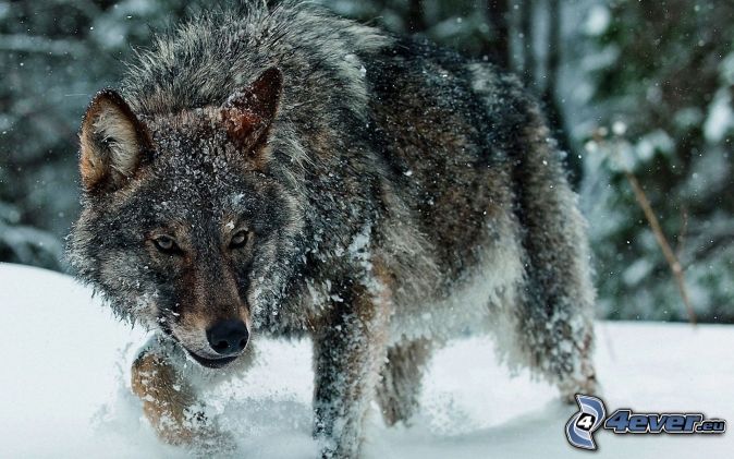 verschneiter-wolf,-wolf-im-schnee-159297.jpg