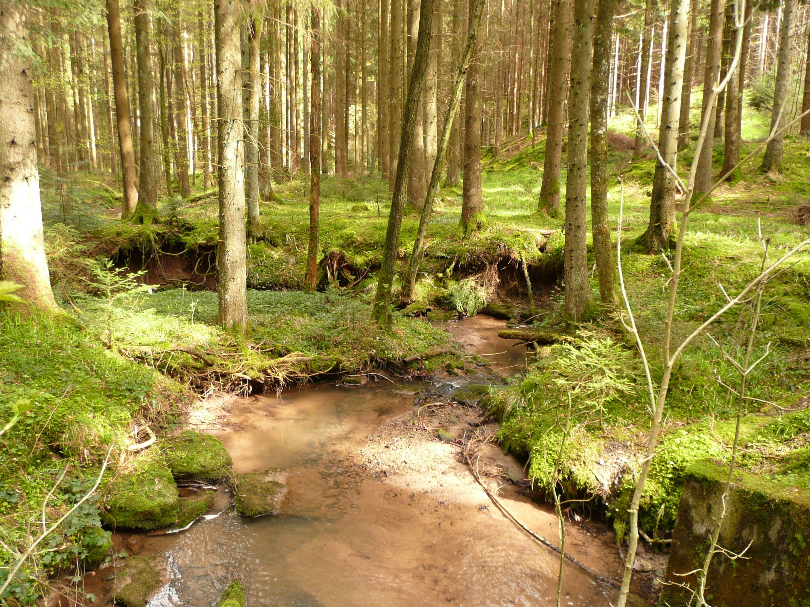Bach im Wald