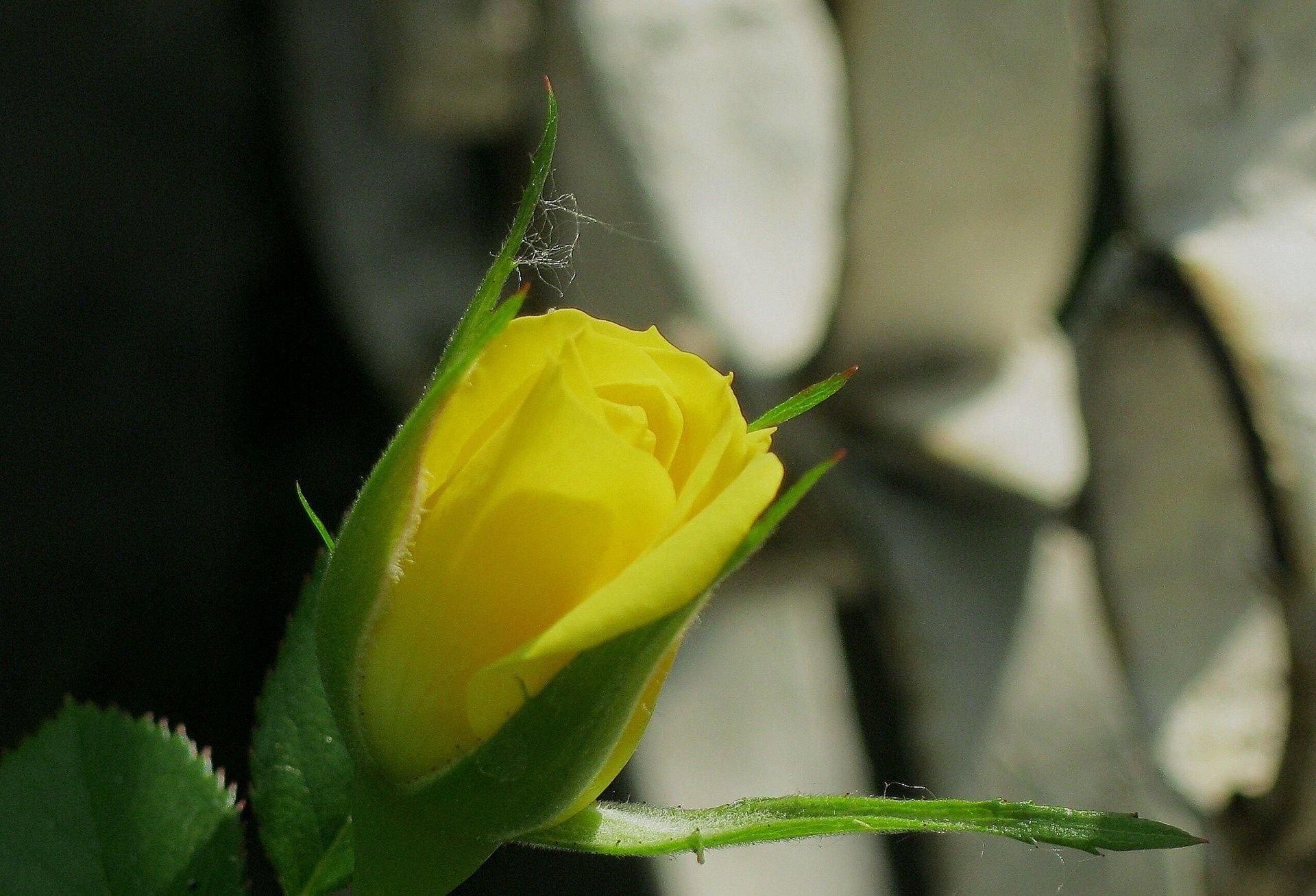 Gelbe Rose