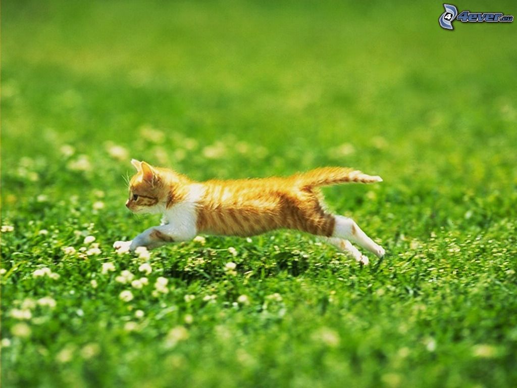奔跑的猫|网页|其他网页|Jiery - 原创作品 - 站酷 (ZCOOL)