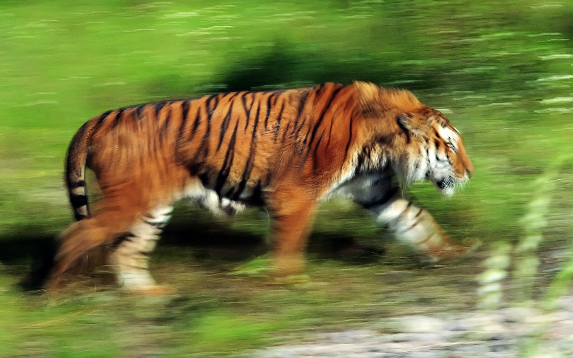 Tiger Geschwindigkeit